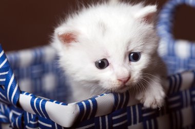 Yavru kedi