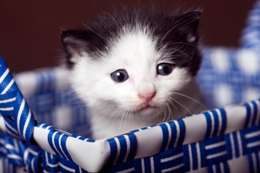 Yavru kedi