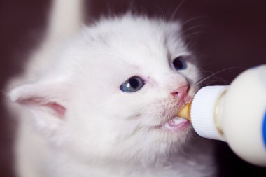 Yavru kedi