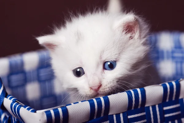 Yavru kedi