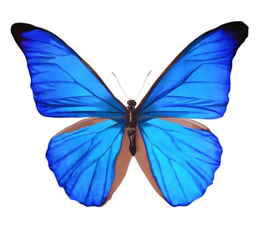 Blue nature Butterfly highlighted on a white background