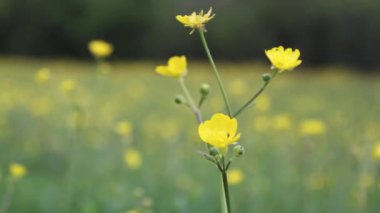 Close-Up buttercup kır çiçeği