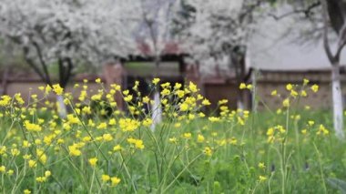 ülke bahçesinde bahar çiçekleri ile dolu