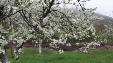 Erik çiçeği bahar