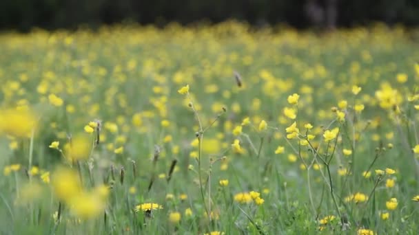 Prado de primavera cheio de flores amarelas — Vídeo de Stock