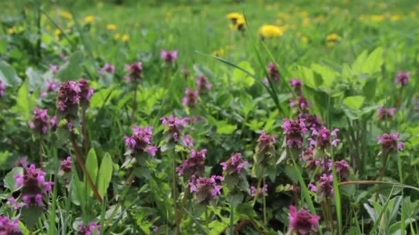 Hierbas del timo silvestre en un prado verde — Vídeos de Stock