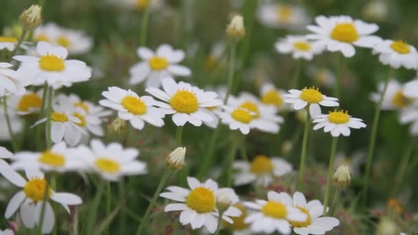 Närbild på camomile i morgondagg — Stockvideo