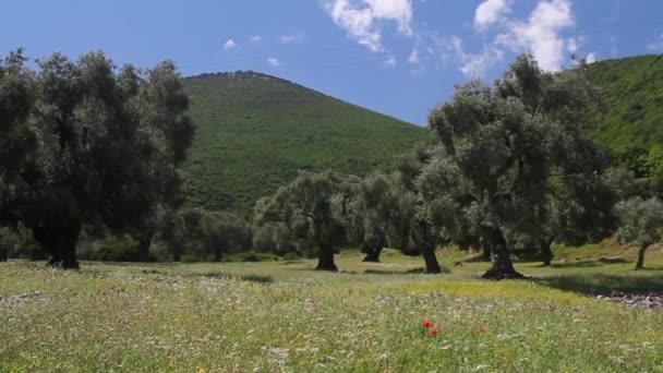 Jardín de olivos en primavera — Vídeos de Stock