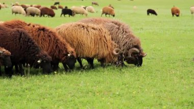 koyun ve mera üzerinde bakan Koç grubu