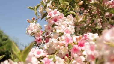 pembe çiçekleri ve arılar