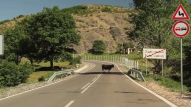 Yolun ortasında bir inek ayakta yaklaşıyor