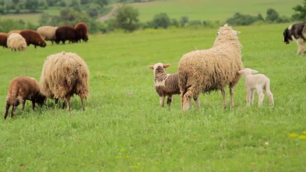 Новорожденный ягненок отсасывает у овец — стоковое видео