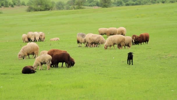 Sheep gazing on green meadow in spring — Stock Video