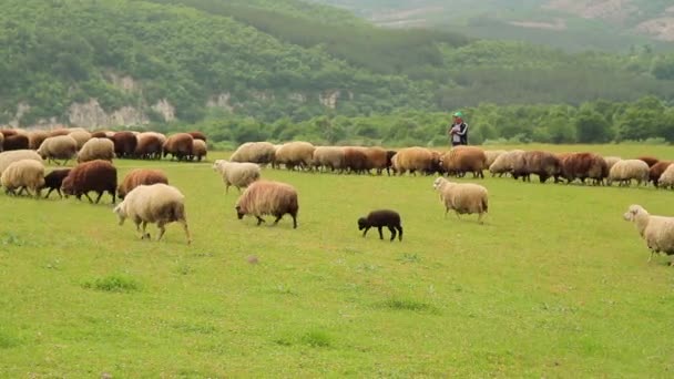 Rebaño de ovejas y corderos que pasa delante de un pastor — Vídeo de stock