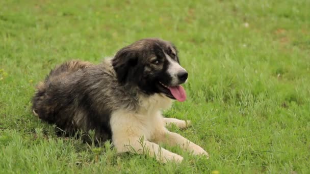 羊飼いの犬は草の上に敷設 — ストック動画