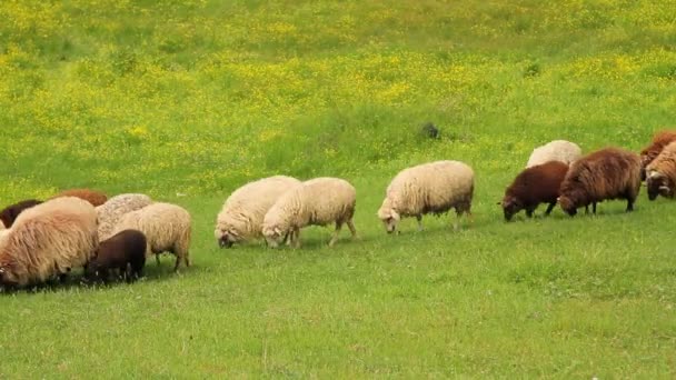 Moutons en pâturage vert 