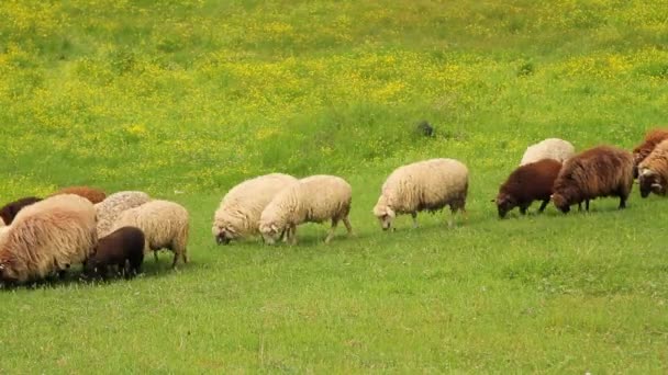 Ovejas corriendo sobre pastizales verdes — Vídeos de Stock