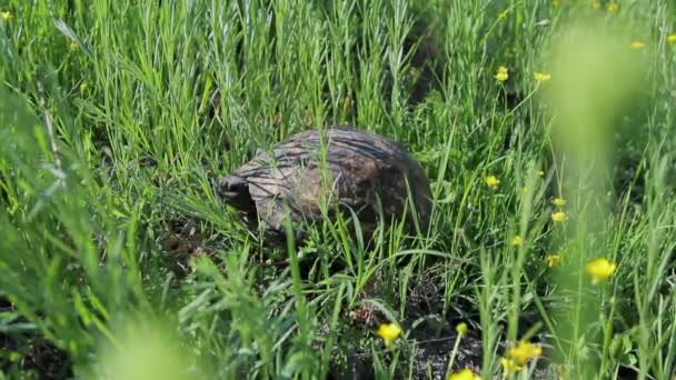 Tartaruga de pernas de esporão em um pasto — Vídeo de Stock