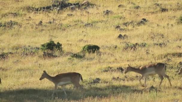 Cervi che attraversano la collina di colore giallo — Video Stock