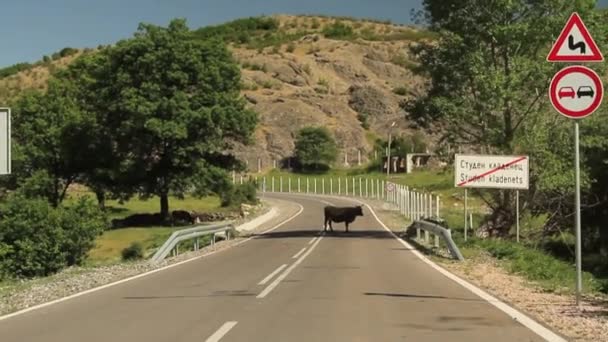 Acercándose a una vaca parada en medio de la carretera — Vídeos de Stock