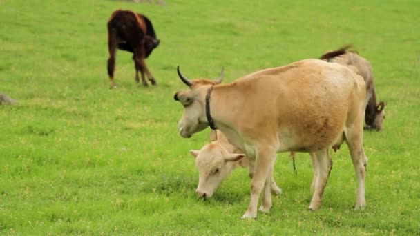 Vacas pastando en un campo verde — Vídeo de stock