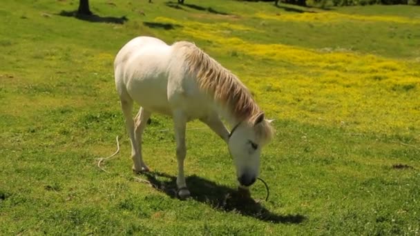 Caballo blanco en un pasto de primavera — Vídeos de Stock