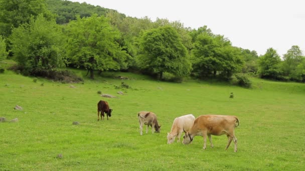 Vaches bêlant et pâturant sur un pâturage 