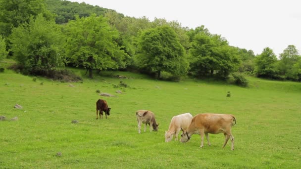 Vacas balido y pastoreo en un pasto — Vídeos de Stock