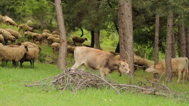 Mandria di vacche e ovini al pascolo nel bosco — Video Stock