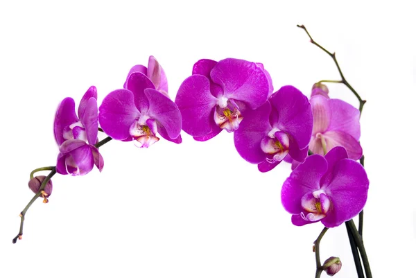 Pink orchid Stock Image