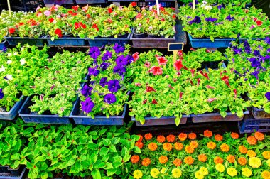 Satılık çiçekler!