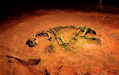Ancient bear skeleton clipart