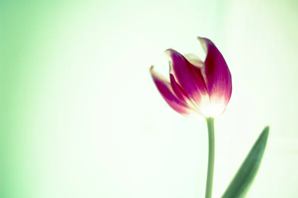 Яркий тюльпан — стоковое фото