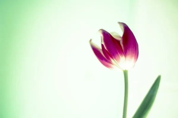 Tulipe lumineuse — Photo