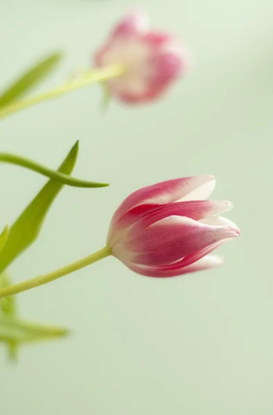 Fucsia tulips close up — Stock Photo, Image