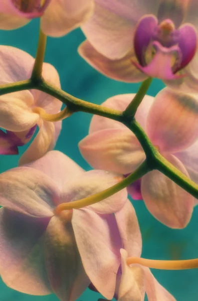 Orchidea da vicino — Foto Stock