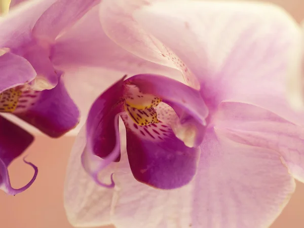 Orchidea rosa da vicino — Foto Stock