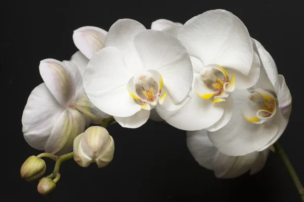 Orchidea bianca bllom — Foto Stock