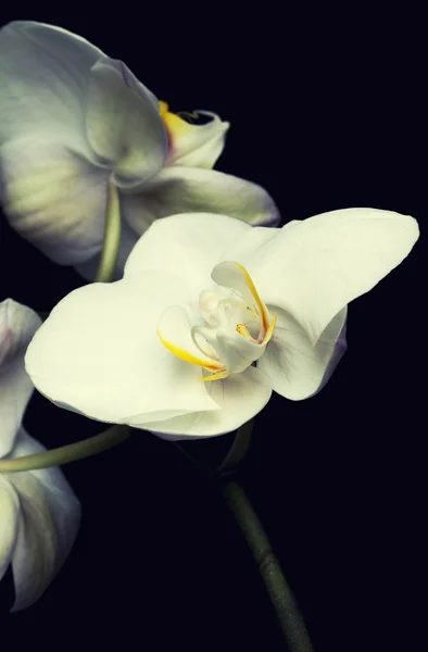 Orchidea bianca da vicino — Foto Stock