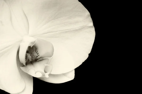 White orchid — Stock Photo, Image