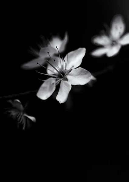 ALLMOND FLOWERS IN B&W — Stock Photo, Image