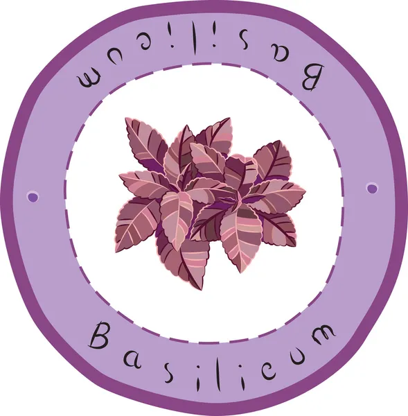 Basilic — Image vectorielle
