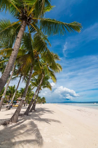 Coconut Palm Line Dumaluan Beach Panglao Bohol Uno Los Lugares — Foto de Stock