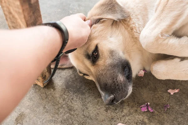 Ένας Ιδιοκτήτης Γρατσουνάει Μέτωπο Και Αυτιά Του Σκύλου Του Δίνοντας Φωτογραφία Αρχείου