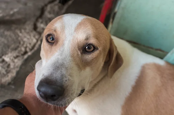Ein Besitzer Kratzt Sich Kinn Seines Sitzenden Hundes Und Spendet Stockbild