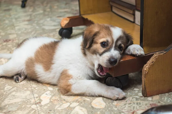 Mischievous Two Month Old Puppy Gnaws Plastic Bottle While Office — Stock Photo, Image