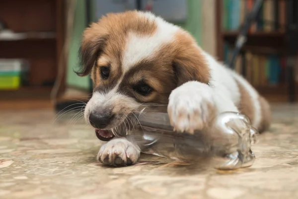 Mischievous Two Month Old Puppy Gnaws Plastic Bottle While Office — Stock Photo, Image