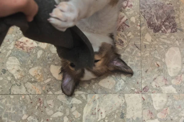 Cachorro Travieso Niega Renunciar Trozo Espuma Mordiendo Mientras Amo Quita — Foto de Stock