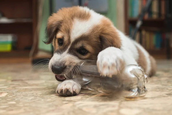 Een Ondeugende Pup Van Twee Maanden Knaagt Aan Een Plastic Stockafbeelding
