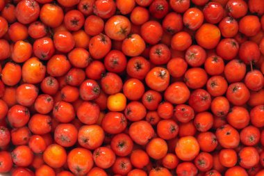 rowan berries in water clipart